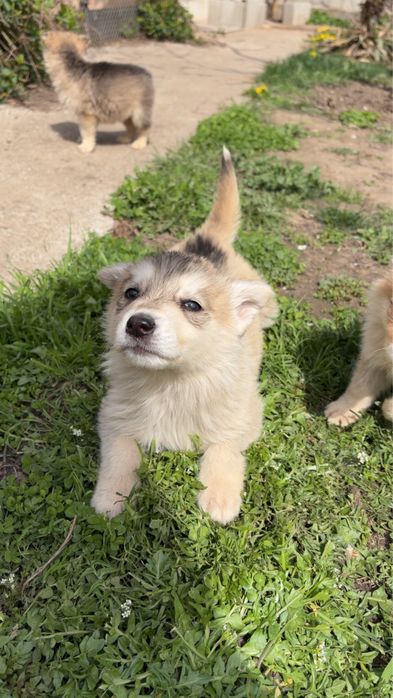 Donez catelusi ciobanesc german