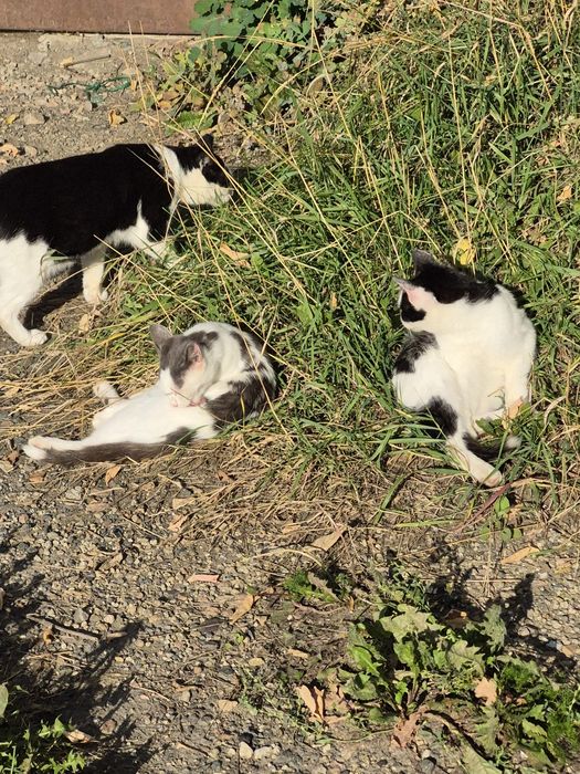 Котятта живут на лестнице