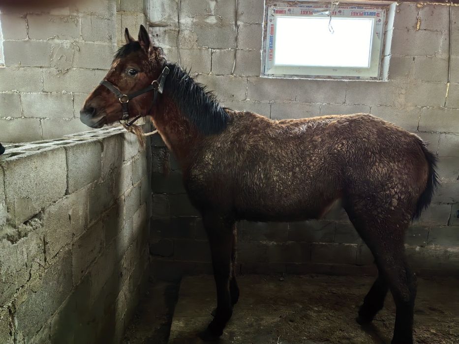 Кабыла, Байтал таза қан