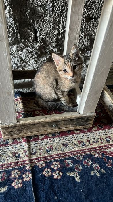 Котята.Мылые хвостики ищут дом.
