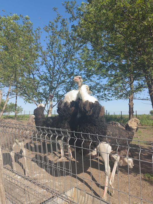 Struț mascul de vanzare
