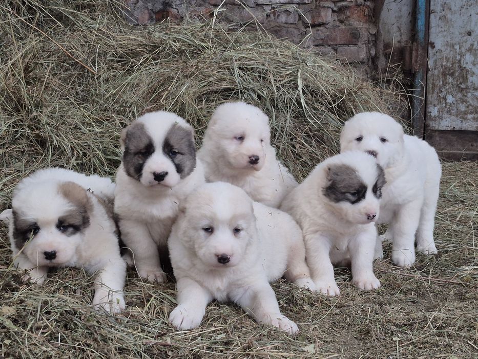 В продаже щенки САО алабаи