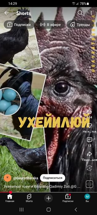 Товуклар сотилади