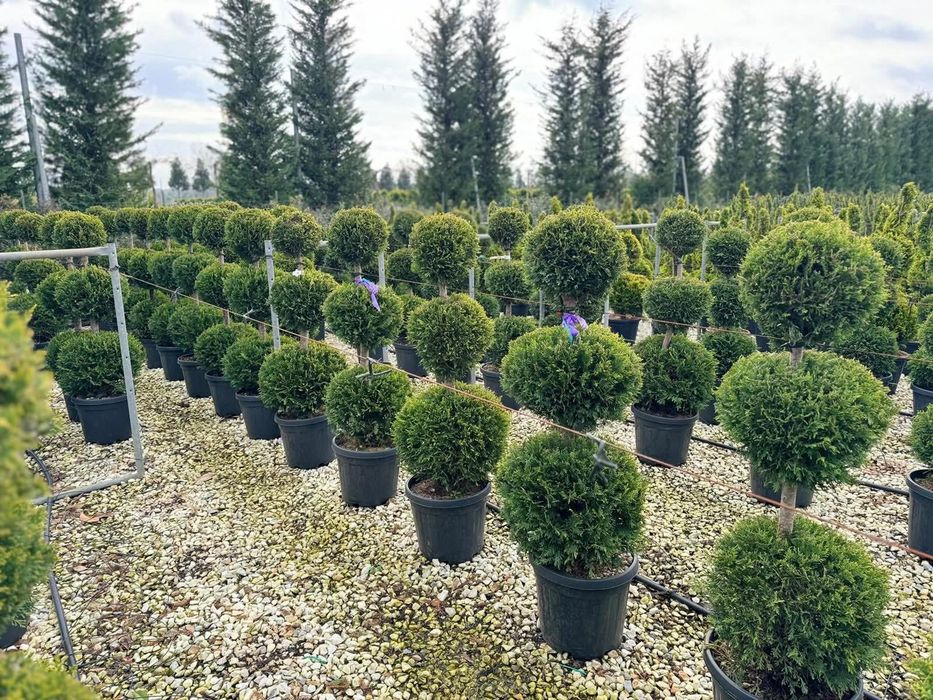 Pepeniera de tuia smaragd si columnaris [ smarald & columna