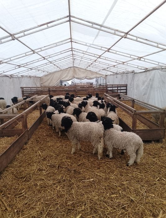 Mieii de vânzare ținuți Pe stabulație