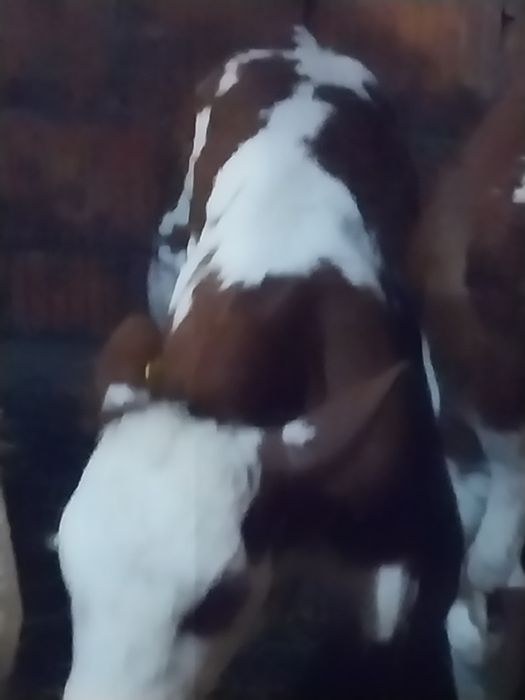 Vând taurasi belga și baltat