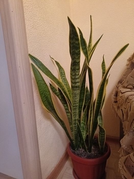 Продам цветы цены разные