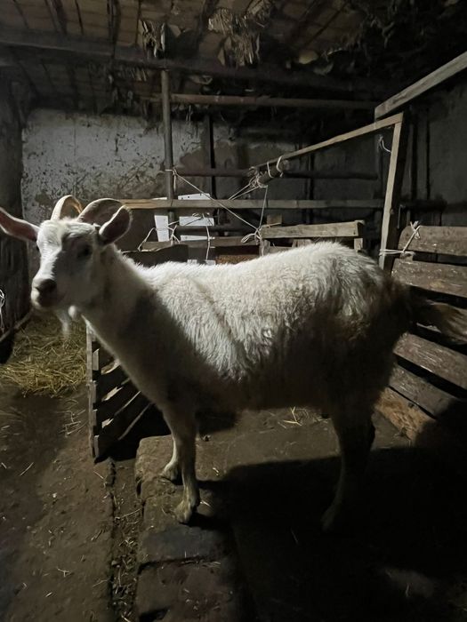 Заненскии коза продам