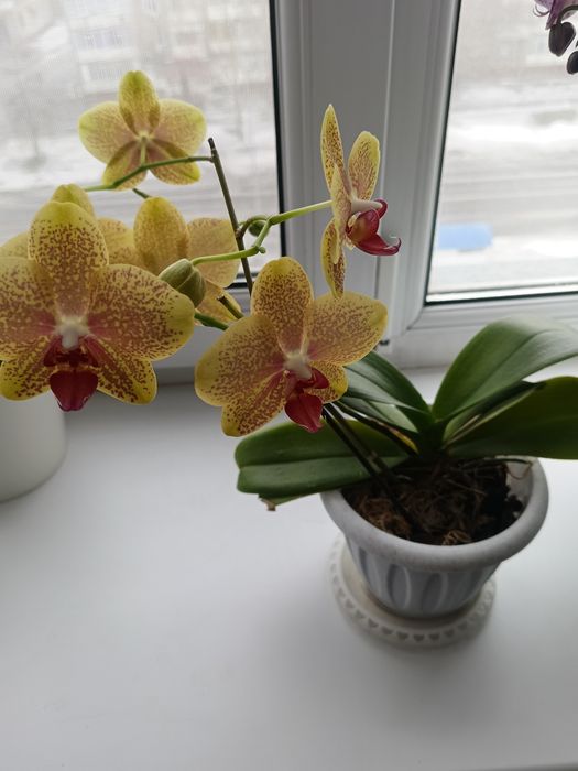 Продам орхидею 5000