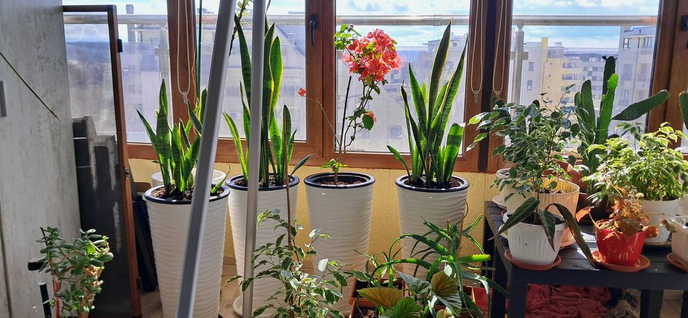 Сансевиера, Snake plant