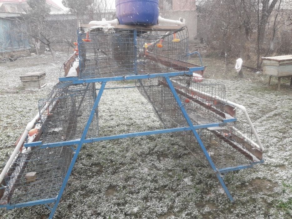 Tugadigan tovuqlar uchun kletka katak