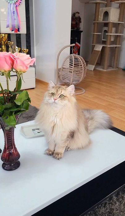 Fetita british longhair blue golden, pedigree, lipicioasa