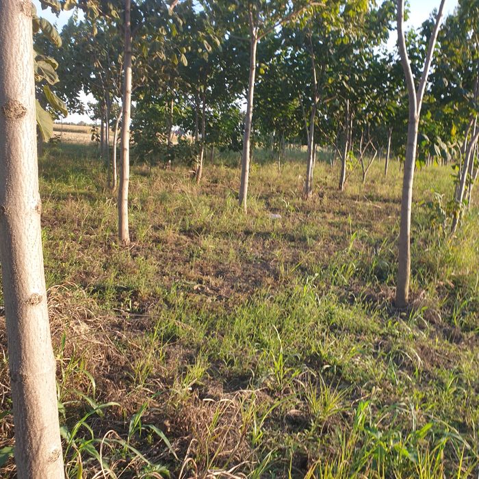 De vânzare puieți de pauloviniea sint cum se vede sint anul trecut și