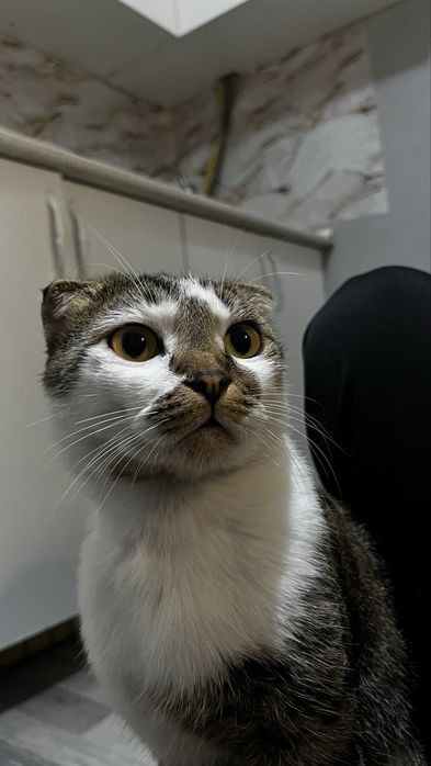 Шотландский кот( вислоухий)