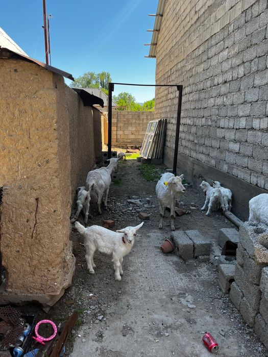 Сүтті сауын ешкілер