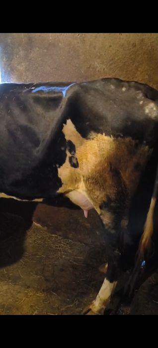 Vaca la prima fatare