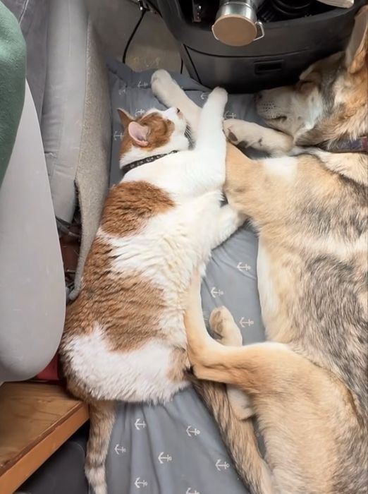 Pet sitter privat