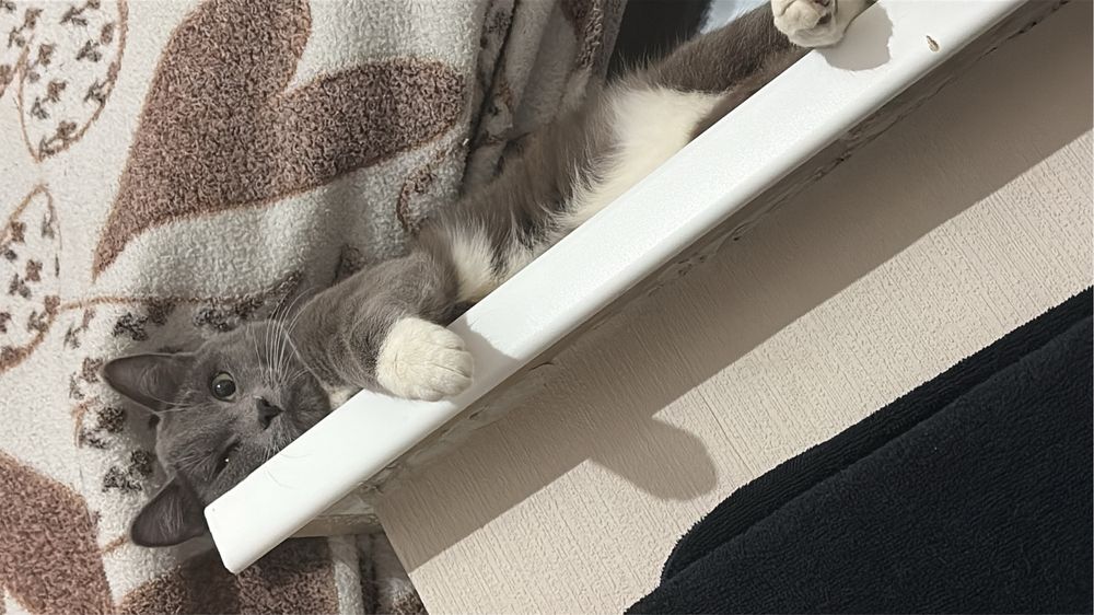 Отдам двое котов мальчики
