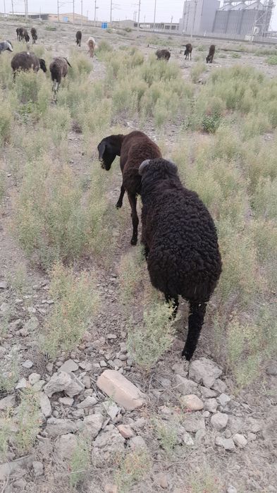 Она бало куй боласи кучкор нархи келишинилади