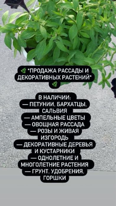 Рассада петунья , бархатцы и тд