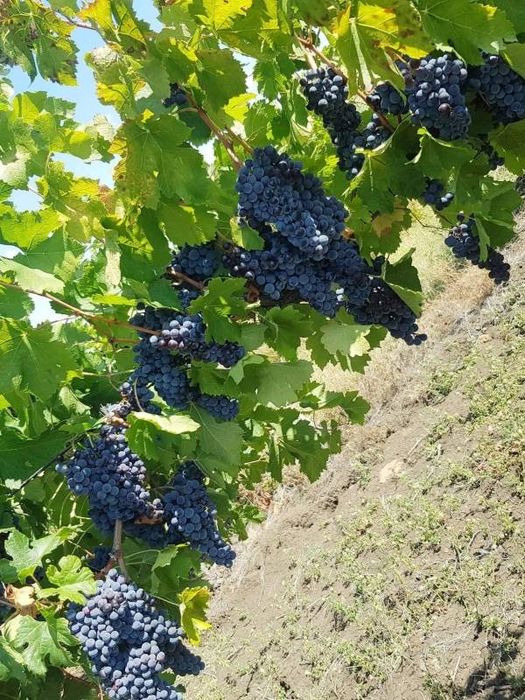 Грозде сорт Мерло за вино и ракия