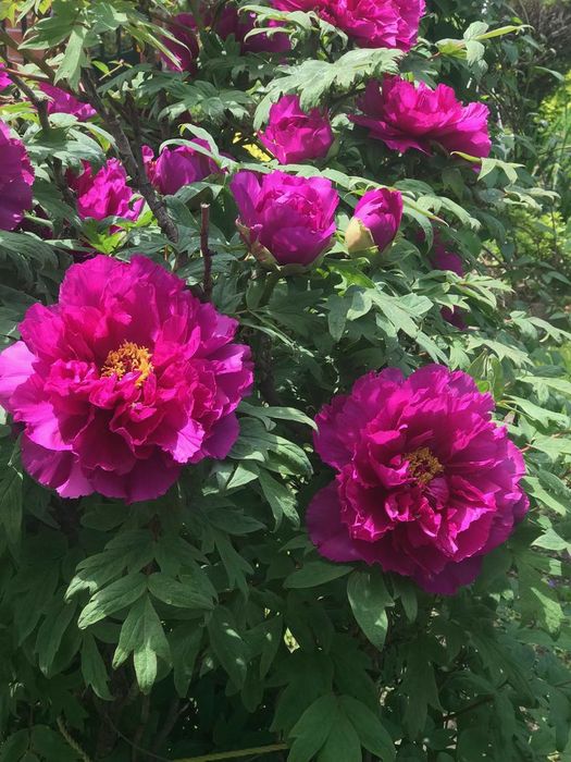 Bujor de Tip Pomisor (Diferite Culori )