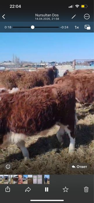 Падсостар 43 бас оптом