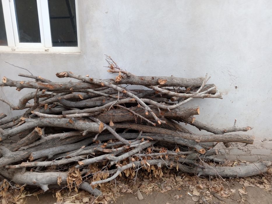 Erik daraxtini otini sotiladi