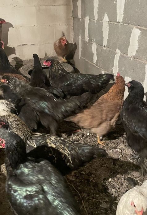 Продам куры домашние