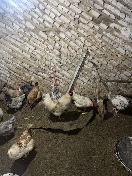 Продам домашних курей