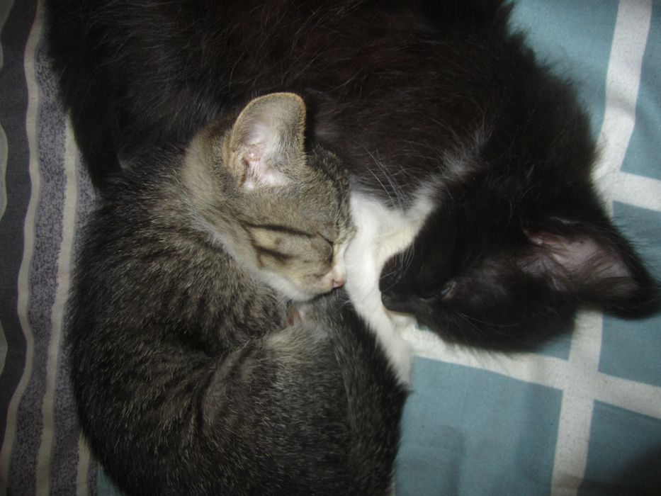 Котетя 2штук 2 месячные
