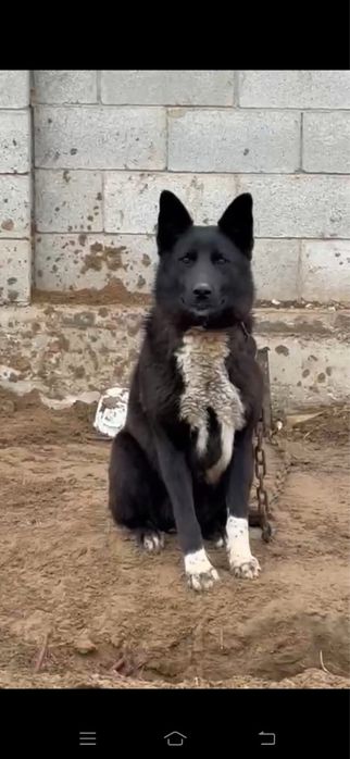 Пропала собака черная с красным ошейником