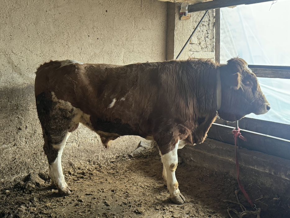Buqa simmental sotiladi