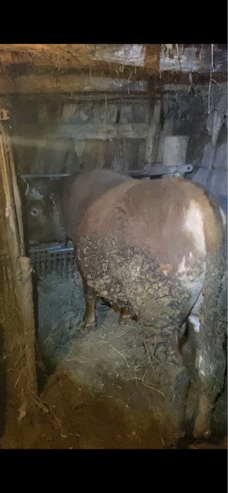 Откорм бұқа 6 бас—(бык)