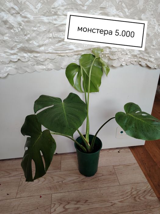 Продаются домашние цветы