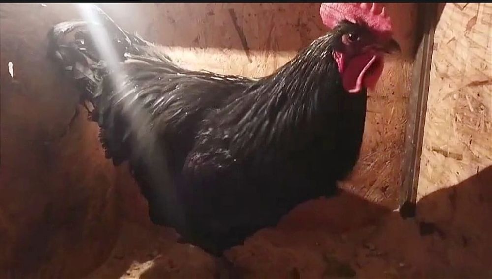 Продам петухов. Джерсийский гигант.