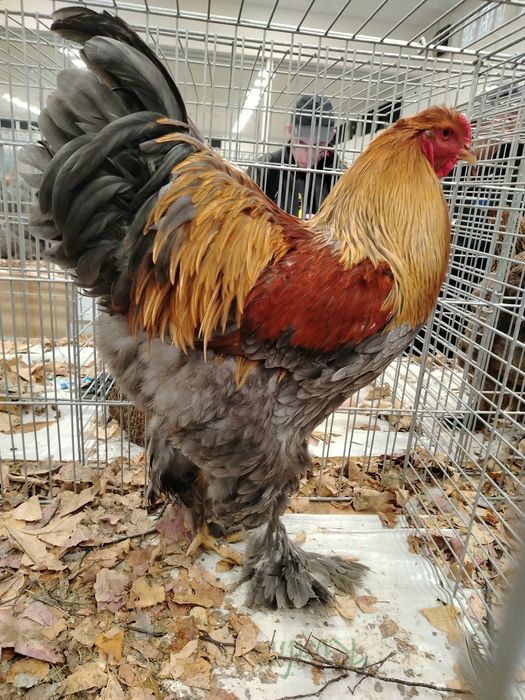 Cocosi Brahma diferite varietati