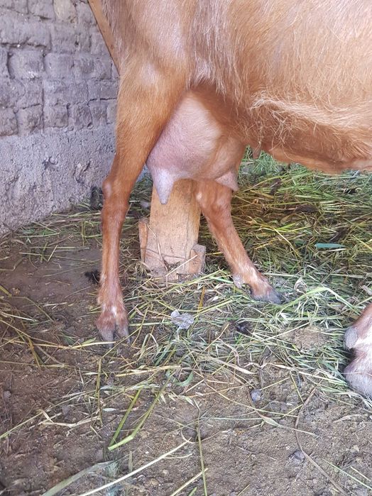 Продавам коза с ярета и пръч