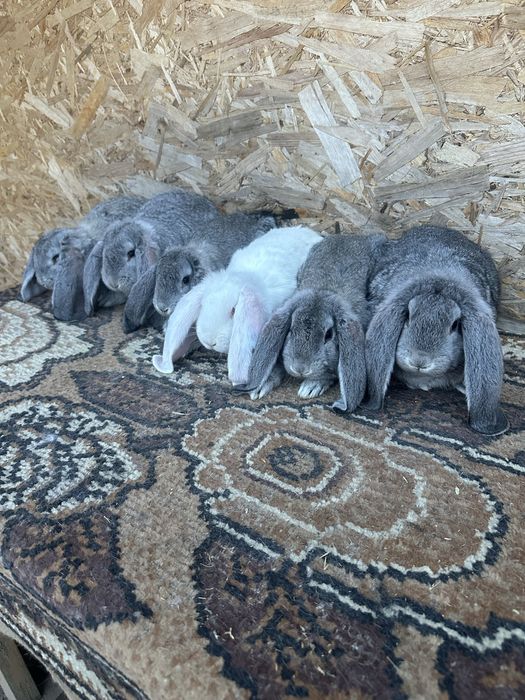 Iepuri berbec german