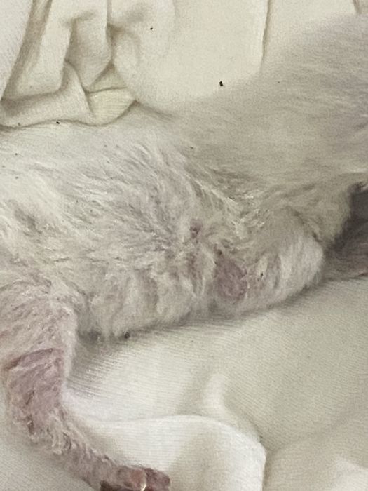 ищем кормящую кошку