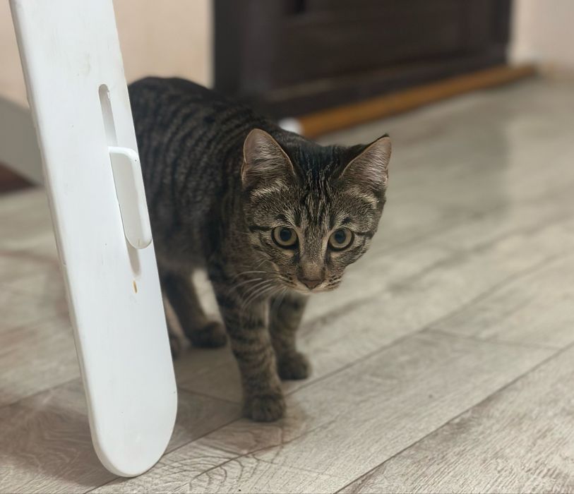 Котенок в хорошие руки