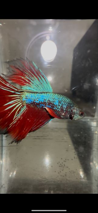 Pesti betta multicolori multiple rase . Hmpk plakat, halfmoon, veiltai ...