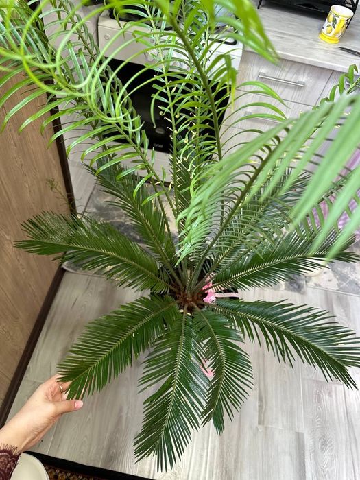 Декоративный живой цветок