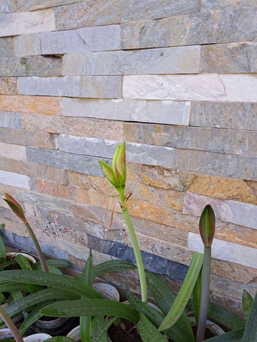 Цветок Амаралис. Цветут хонака гуллар