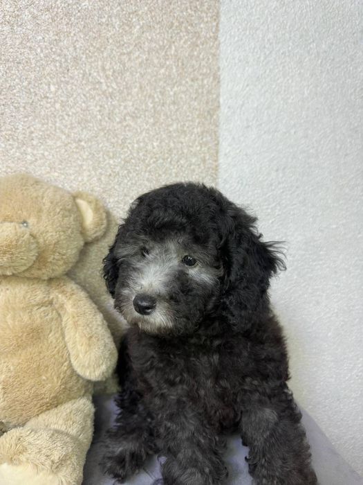 Pudel pitic argintiu