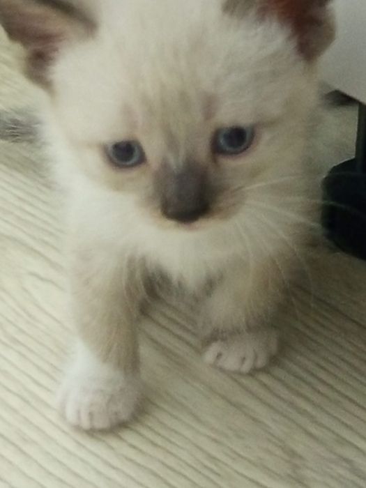 Сиамские котята! Милашки!