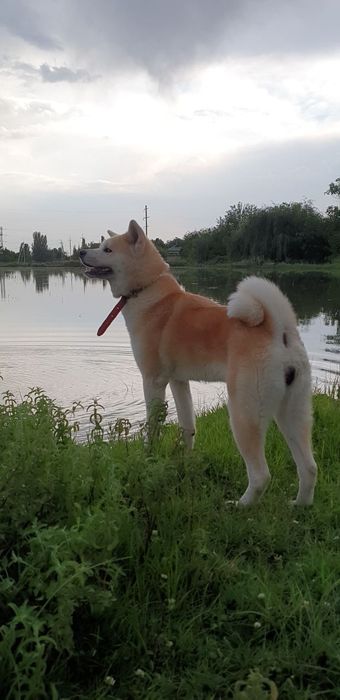 Алименты щенок японской акиты