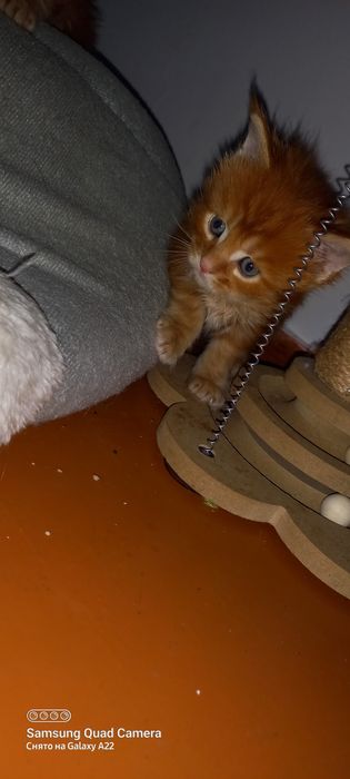 Мейн кун продажа