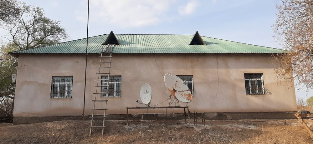 Шымбай районында уй сатылади