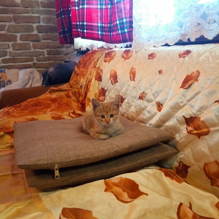 Подарявам мъжко котенце